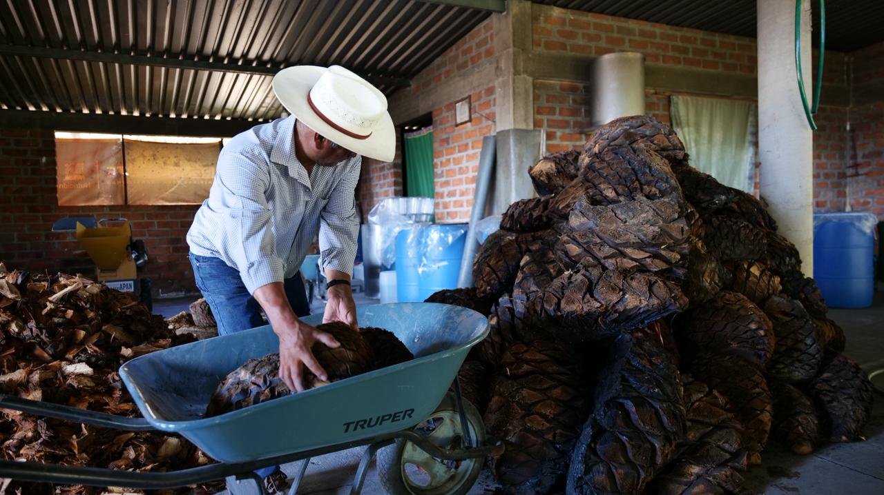 ¡Ya es oficial! Se publica en el DOF la Denominación de Origen del Mezcal Mexiquense en la gestión de la gobernadora Delfina Gómez